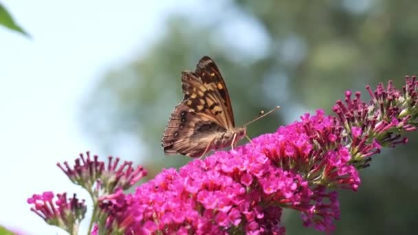 Papillon Brun Orange Avec Une Langue Jaune Monte Sur Dessus — Video