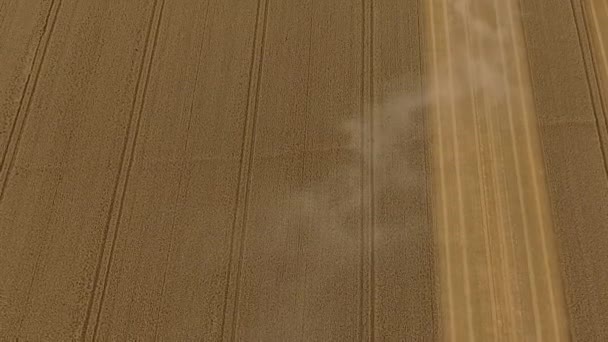 収穫ドローンはフィールド上を飛行し コンバイン収穫機の作業を明らかにするためにパンアップ — ストック動画