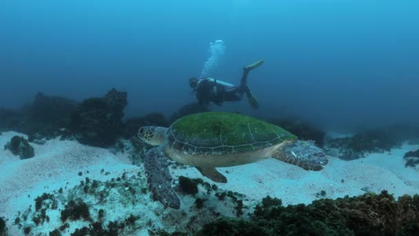 Vista Única Buceador Tortuga Verde Nadando Juntos Corriente Oceánica Interacción — Vídeo de stock