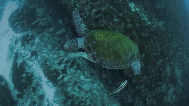 Friendly Green Sea Turtle Turns Floats Effortlessly Ocean Greeting Scuba — Stock Video