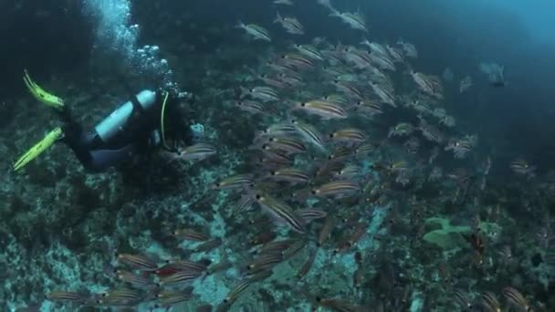 一名潜水者毫不费力地滑过大堡礁上五彩斑斓的热带鱼群 — 图库视频影像