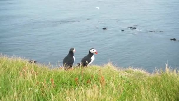 Pair Atlantic Puffin Fly Away Clifftop Latrabjarg Iceland Handheld — Stock Video