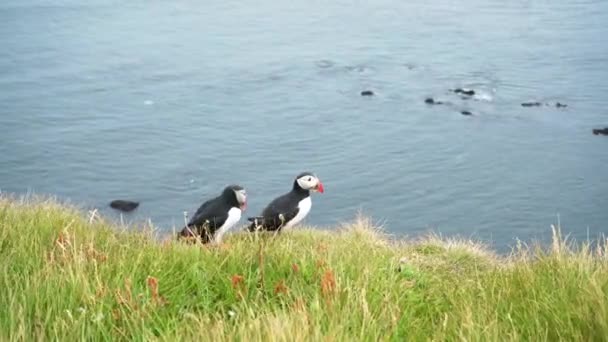 アイスランドのラトラバーグで草の上に立つパフィンのペア リアショット — ストック動画