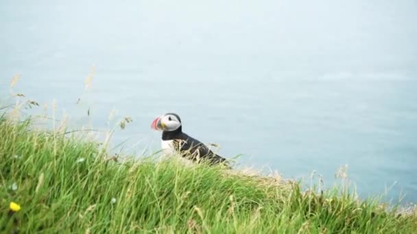 Wild Puffin Exploring Island Iceland Medium Shot — Stock Video