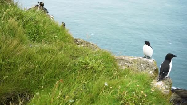 Πτηνά Razorbill Στο Latrabjarg Promontory Στο Westfjord Ισλανδία Κλείσε — Αρχείο Βίντεο