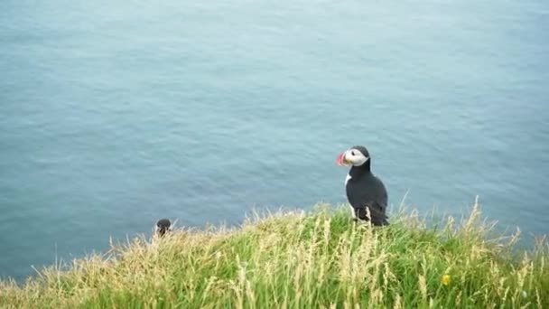 Puffin Bird Endemic Latrabjarg Clifftop Calm Sea Background Портативный — стоковое видео