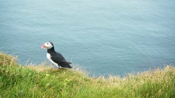 Lone Atlantic Puffin Walking Grassy Edge Cliff Latrabjarg Western Iceland — стоковое видео