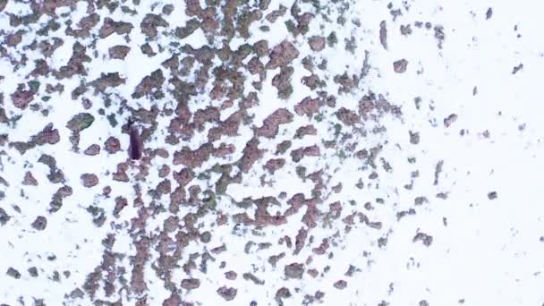 Dwalende Herten Grazen Diepe Sneeuw Bergen Luchtfoto Naar Boven — Stockvideo