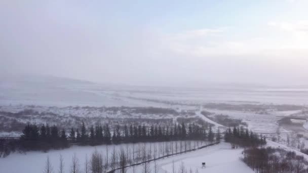 Alberi Spogli Nella Nebbiosa Foresta Invernale Ricoperta Neve Pullback Aereo — Video Stock