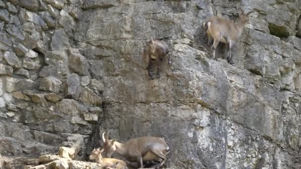 Grupa Przerażonych Capra Ibex Wędrówki Stromych Skałach Górskich Świetle Słonecznym — Wideo stockowe