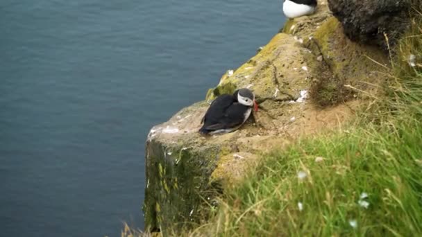 Macareux Moine Assis Relaxant Sur Acliff Latrabjarg Islande Angle Élevé — Video