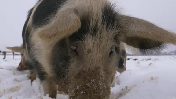 Macro Close Van Schattige Harige Varken Graven Diepe Sneeuw Met — Stockvideo