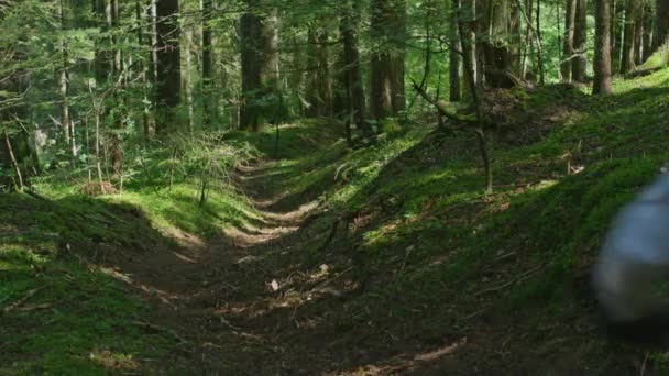 Ciclista Montanha Está Cavalgando Por Uma Trilha Fresca Uma Floresta — Vídeo de Stock