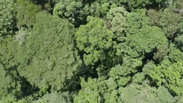 Flygfoto Stiger Över Gröna Täta Tropiska Skogsträd Toppar Dagtid Dominical — Stockvideo