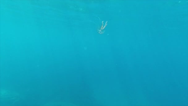 Schwarzmeernesselqualle Schwimmt Durch Sonnenstrahlen — Stockvideo