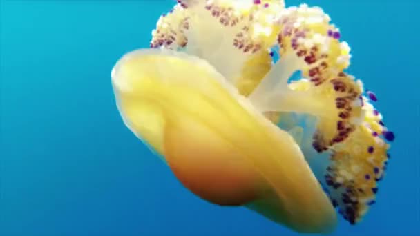 Cotylorhiza Tuberculata Meduse Uova Fritte Che Nuotano Superficie Nel Mar — Video Stock