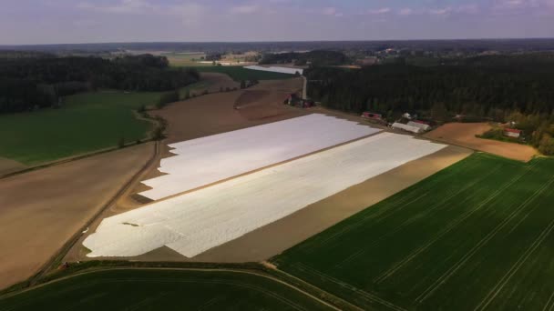 Vista Aérea Lejos Campo Fresas Protegido Hoja Reversa Inclinación Tiro — Vídeos de Stock