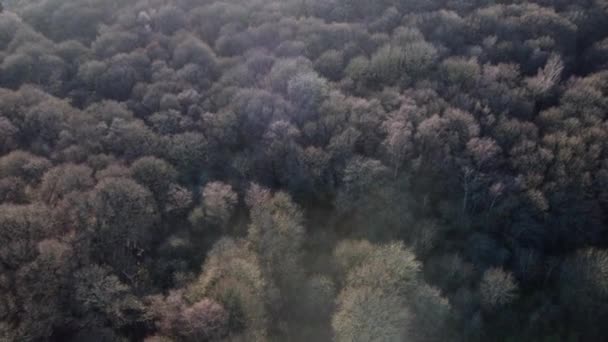 Drohnenschuss Fliegt Langsam Über Wald Englischem Naturschutzgebiet — Stockvideo