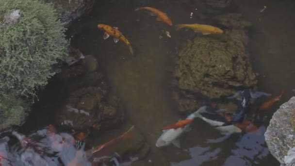 Peces Nadando Estanque — Vídeos de Stock