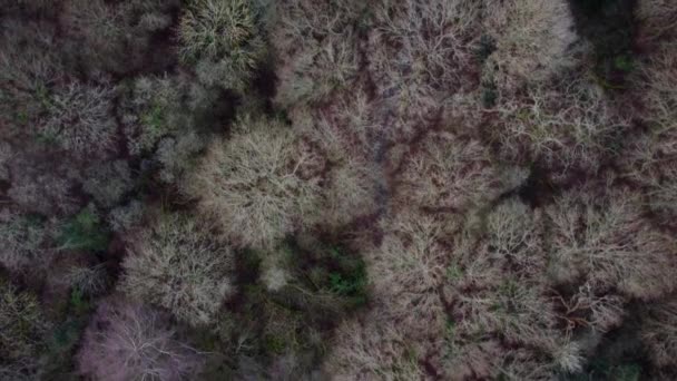 Vista Aerea Satellitare Delle Cime Degli Alberi Della Foresta Vicino — Video Stock