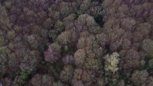 Drone Flying Forest Stanmore Country Park Nature Reserve London — Stock Video