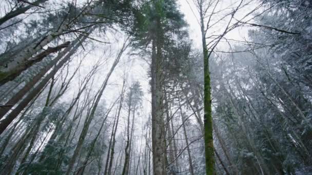 Bir Dağ Bisikletçisi Karla Kaplı Bir Ormanda Ağır Çekimde Sürüyor — Stok video