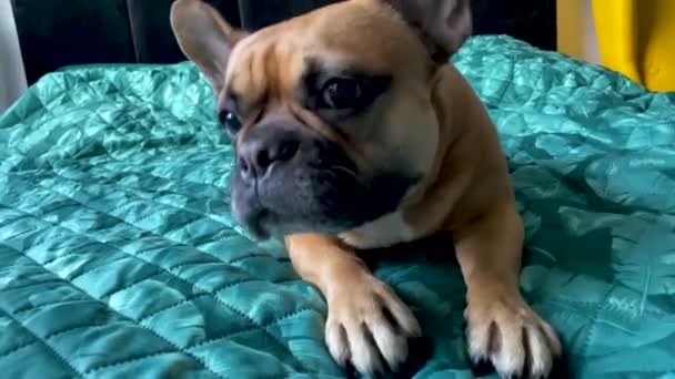 Schläfrige Französische Bulldogge Gähnt Vor Der Kamera Aus Nächster Nähe — Stockvideo