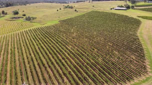 Aerial Drone Landbouwgrond Schot Van Wijn Wijngaarden Teelt Gewassen Upper — Stockvideo