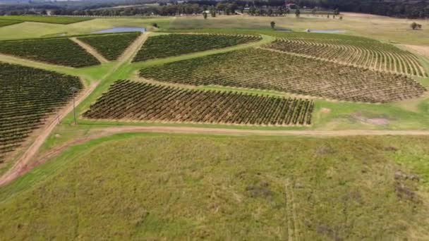 Aerial Drohne Feld Ackerland Mit Weinbergen Hunter Valley Cessnock Pokolbin — Stockvideo