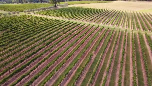 ワインブドウ畑の空中ドローンの風景栽培ハンターバレーセスノックポコルビンニューサウスウェールズ州オーストラリア4K — ストック動画