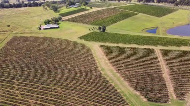 ハンターバレーのブドウ畑がある土地農場の空中ドローン撮影 Pokolbin Nsw Australia — ストック動画