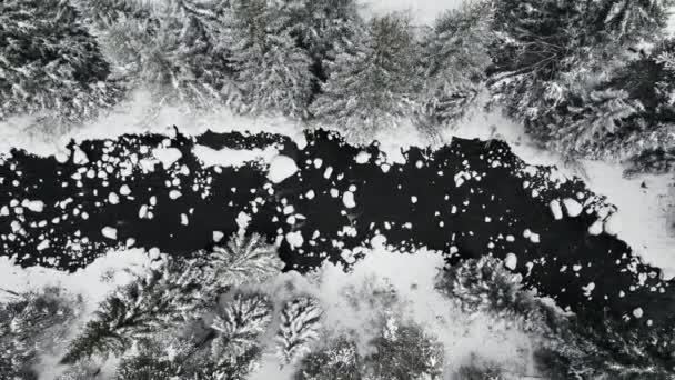 Imágenes Aéreas Drones Del Río Negro Rodeadas Pinos Cubiertos Nieve — Vídeos de Stock