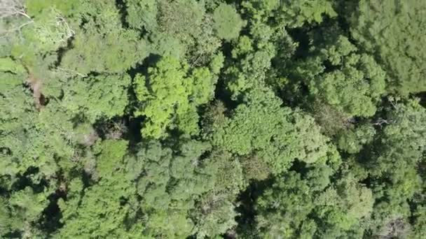 Aumento Aéreo Girando Sobre Frondosas Copas Árboles Selva Tropical Durante — Vídeos de Stock