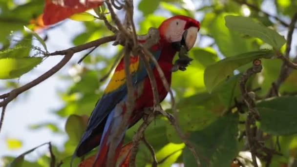 Macaw Eet Fruit Een Boom — Stockvideo