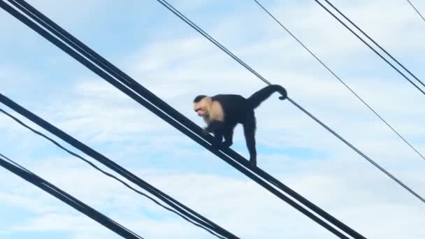 Capuchin Monkey Walking Cables — Stock Video