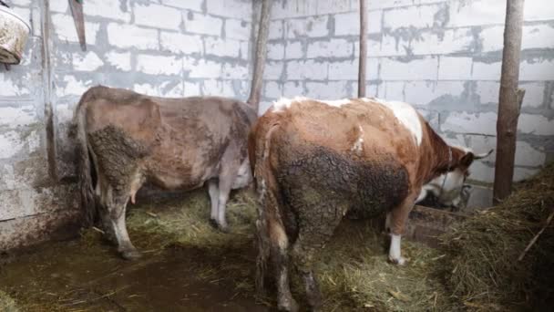 肮脏的奶牛在乡村的谷仓里吃草皮面包 特写镜头 — 图库视频影像