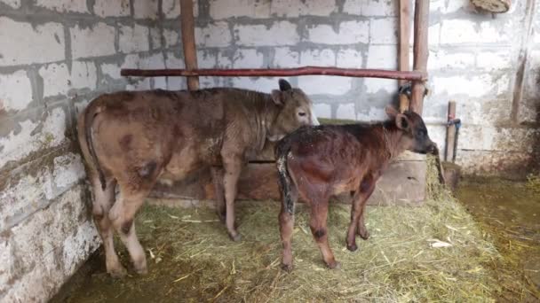 Vache Avec Son Veau Mangeant Foin Dans Une Grange Gros — Video