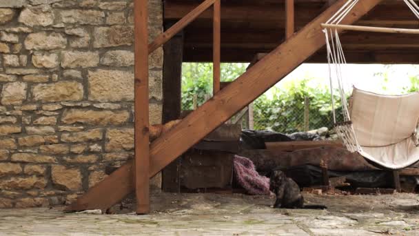 Рыжий Котенок Стоит Деревянной Лестнице Смотрит Беременную Кошку Сельскую Местность — стоковое видео