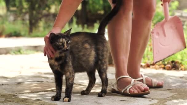 Gato Tabby Embarazada Siendo Mascota Por Mujer Usando Sandalias Patio — Vídeos de Stock