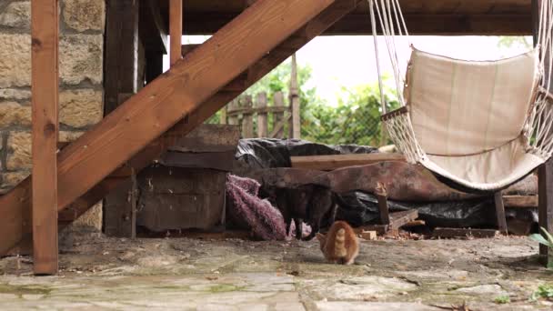 Gatinho Gengibre Gato Grávida Procura Comida Sob Escadas Madeira Casa — Vídeo de Stock