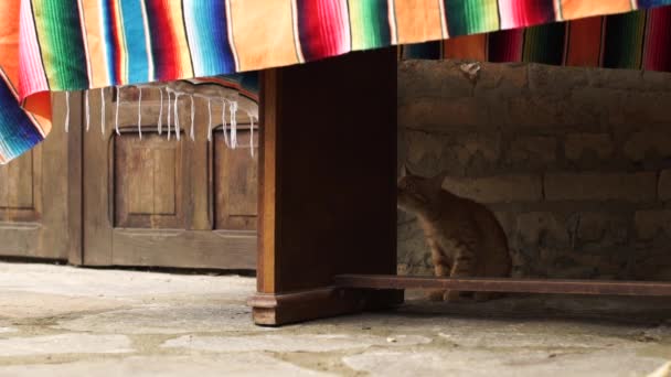 Lindo Gatito Jengibre Asustado Escondido Debajo Mesa Madera Mantel Colorido — Vídeo de stock