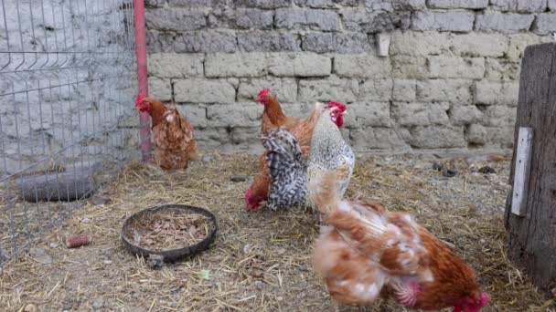 Κοτόπουλα Που Τρέφονται Μέσα Στη Πένα Κατά Διάρκεια Της Ημέρας — Αρχείο Βίντεο