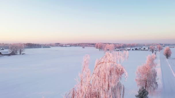 雪の多い田園風景の中に雄大な霜白樺の木 空中降下ショット — ストック動画