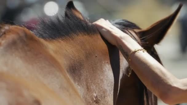 Close-up shot of woman loving horses head in slow motion. 4K.2. love and friendship concept.