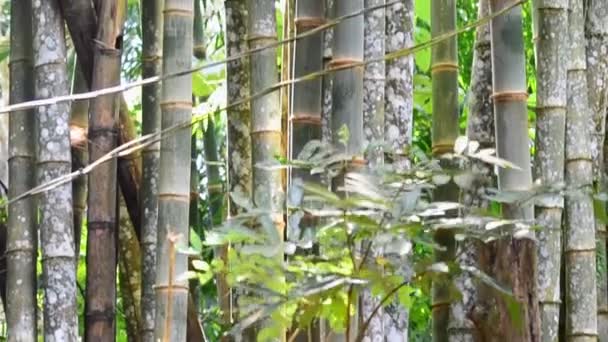 Grandes Troncos Bambu Dentro Uma Floresta Tropical Costa Riquenha Revelados — Vídeo de Stock