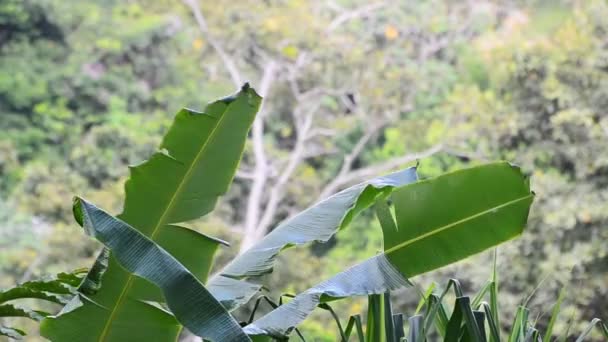 コスタリカのマヌエル アントニオの海岸熱帯雨林の前の風に大きく揺れる大きなバナナの木のヤシの前 — ストック動画