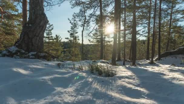 Sunlight Streaming Trees Winter Forest Sunset Slider Timelapse — Stock Video