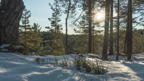 Šmírování Slunečního Svitu Lesních Lesích Zamrzlé Krajině Timelapse Slider — Stock video