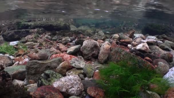 Perfect Place Brown Trout Spawning — Stock Video