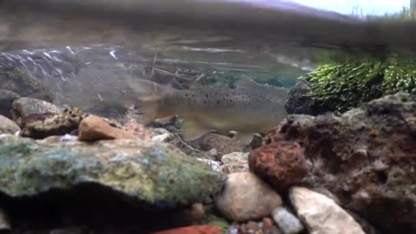 Brown Trout Make Nests Shallow Areas Streams Appropriate Gravel Substrate — Stock Video